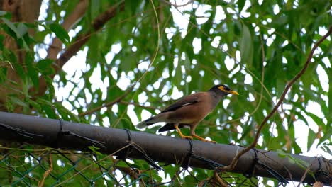 A-beautiful-common-myna-bird-perched-on-a-tree-branch-then-flying-away---close-up