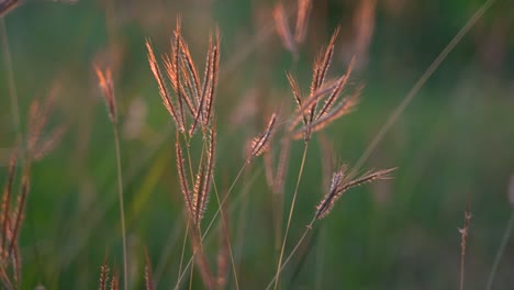 Golden-brown-grass-flowers-in-the-sunset---close-up