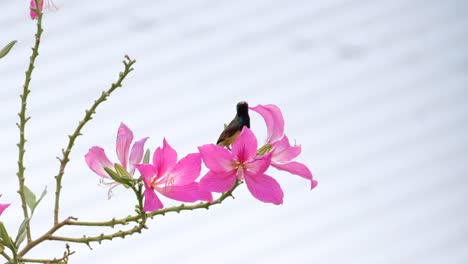 A-beautiful-Thailand-hummingbird-perched-on-a-pink-Hibiscus-flower-and-feeding-on-it's-nectar---close-up