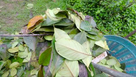 A-pile-of-green-leaf-being-collected-by-farmer-and-put-into-a-basket