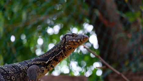 An-Asian-water-monitor-lizard-steady-and-alert-in-captivity---close-up