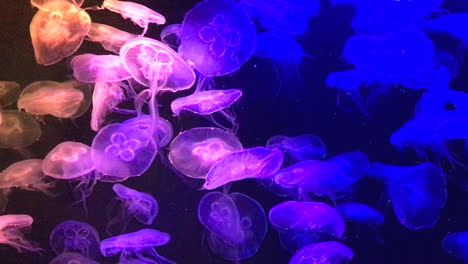 Medusas-Fluorescentes-Brillantes-Iluminadas-En-Los-Colores-Cambiantes-Del-Arco-Iris