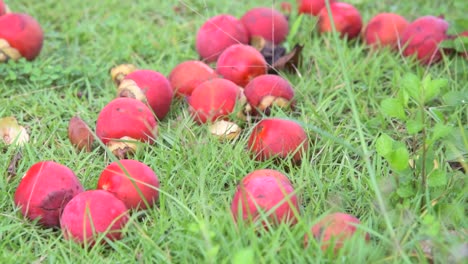 Close-up-of-red-fruit-that-has-fallen-to-the-ground