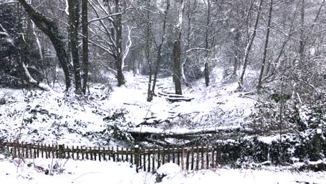Snowy-gully-in-the-woods-in-front-of-a-snowed-in-wooden-picket-fence
