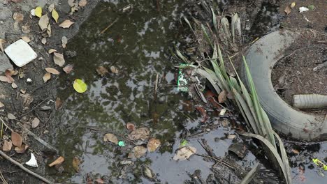 A-lot-of-garbage-floating-inside-a-small-pond