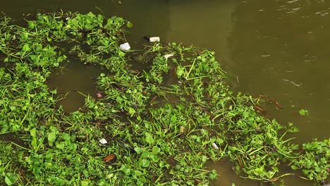 A-group-of-Water-Hyacinth-and-garbage-floating-in-the-river