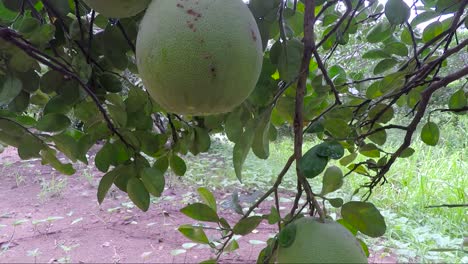 A-group-of-Pomelo-fruit-hanging-from-branch