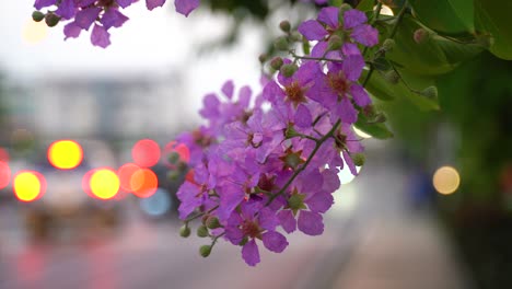 Hermosas-Flores-De-Jarul-Púrpura-Junto-A-Una-Carretera-En-Tailandia---Cerrar