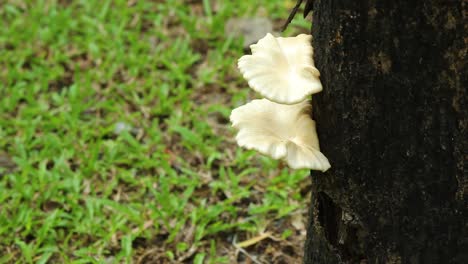 Weißer-Austernpilz-Wächst-Auf-Einem-Baum