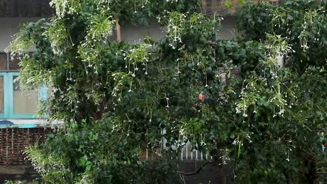 Korkbaum-Mit-Weißen-Blüten-In-Einem-Tropischen-Sturm