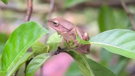 A-brown-tree-frog-sitting-on-a-twig-turning-its-head-to-the-side