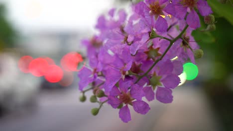 Purple-Flowers-Along-Busy-Roadside-Hanging-Down