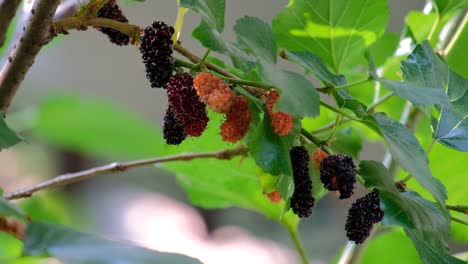 Nahaufnahme-Des-Roten-Maulbeerbaums-Mit-Schwarzen-Und-Roten-Früchten