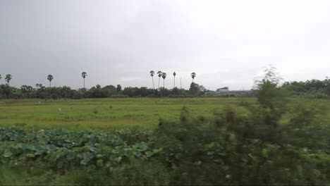 Reisfeld-In-Thailand-Aus-Einem-Fahrenden-Zug-Geschossen