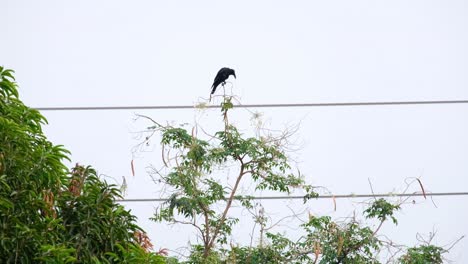 A-crow-perched-on-a-tree-branch-by-electrical-wires-in-Thailand---tilt-up