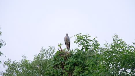 Grey-Heron-Perching-On-The-Top-Of-A-Green-Plant-Under-The-Clear-Sky---Low-Angle-Shot
