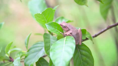 A-brown-tree-frog-sitting-on-a-twig