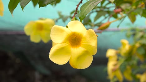 Closeup-of-a-isolated-yellow-flower