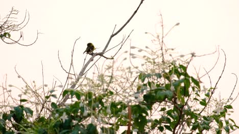 Ein-Wunderschöner-Thailändischer-Kolibri,-Der-Auf-Einem-Trockenen-Ast-Thront-Und-Dann-Wegfliegt---Nahaufnahme