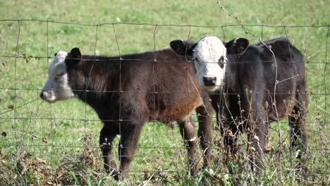 Two-calves-at-a-farm