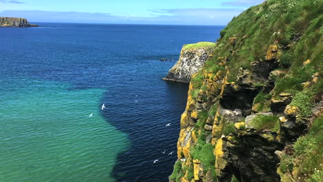 Seagulls-soaring-over-green-topped-rocky-cliffs-at-Carrick-a-Rede-Northern-Ireland-near-rope-bridge
