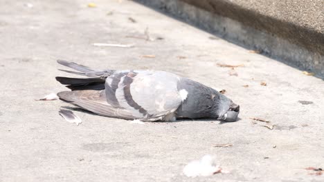 Dead-Pigeon-Laying-On-The-Sidewalk