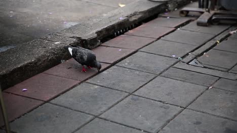 A-pigeon-walking-and-eating-from-the-ground