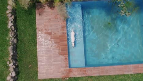 Aerial-shot-of-a-white-dog-walking-and-getting-out-of-swimming-pool-on-a-bright-day