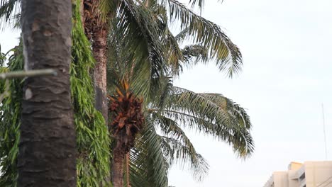Palm-Trees-Gently-Blowing-In-The-Breeze,-LOCKED-DOWN-SHOT