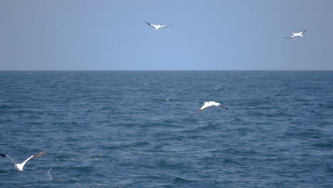 Ultra-slow-motion-shot-of-seagulls-flying-above-ocean
