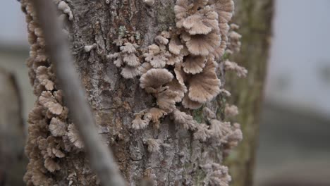 Close-up-of-mushroom-that-grew-on-a-tree