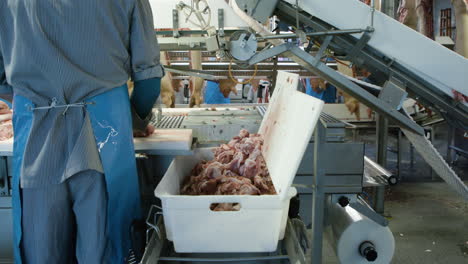 Trabajador-En-Un-Gran-Matadero-Industrial-En-Dinamarca-Clasificando-Carne-De-Cerdo