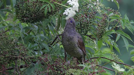 Female-satin-bowerbird-.-Close-up,-Locked-down