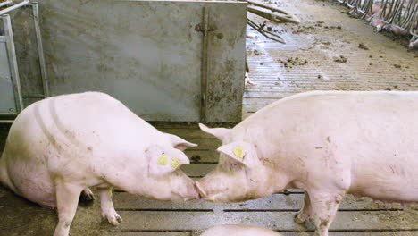 Schweine,-Die-Auf-Einer-Schweinefarm-In-Dänemark-Interagieren