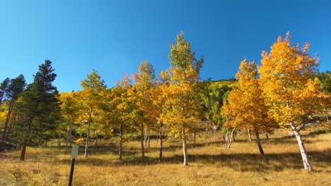 Blätter-ändern-Sich-In-Den-Rockies