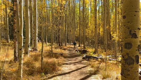 Hiking-through-the-Aspen-Trees-in-fall