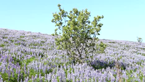 A-tree-in-a-Lupinefield-in-Iceland
