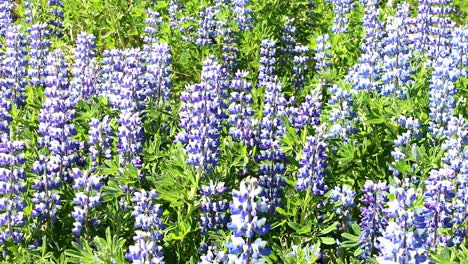 Lupinos-&quot;canis-Lupus&quot;,-Plantas-Con-Flores.-Islandia