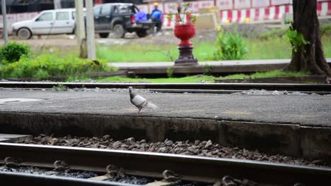 A-pigeon-walking-near-train-tracks