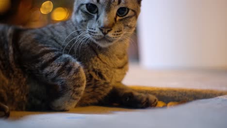 Tabby-Katze,-Die-Auf-Dem-Teppich-Liegt,-Erschrickt-Und-Setzt-Sich-Auf,-Niedriger-Winkel