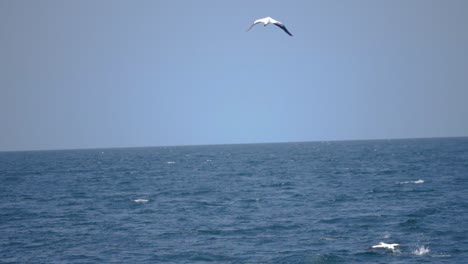 Ultra-slow-motion-shot-of-wild-dolphin-and-seagulls-at-sea