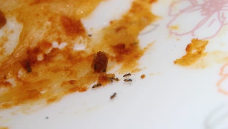 Un-Grupo-De-Hormigas-Azucareras-Alimentándose-De-Comida-Derramada-Sobre-Una-Mesa---Cerrar