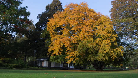 Ein-Gelber-Baum-In-Einem-Park