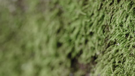 Macro-shot-of-moss-on-a-damp-log-in-the-forest