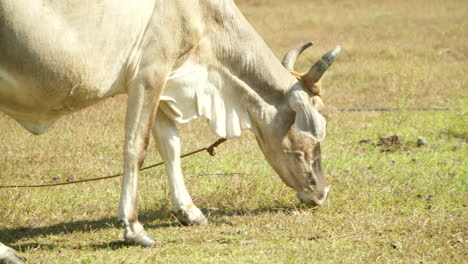 Vaca-Filipina-Nativa-Pastando-En-La-Hierba