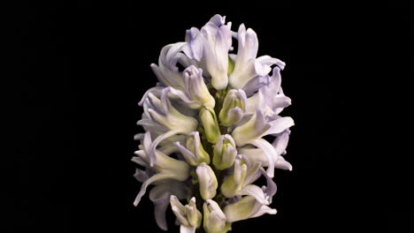 A-beautiful-white-Hyacinth-blooming,-black-background---time-lapse