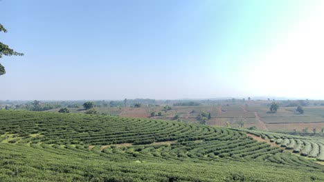 Cultivation-green-tea-plants-in-Chiang-Rai,-Thailand