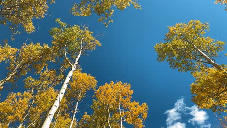Aspen-trees-changing-colors-in-the-fall