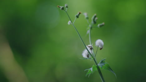 Shallow-depth-of-field-shot-of-a-fuzzy-plant