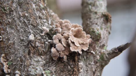 Focus-pulling-of-a-mushroom-that-grew-on-a-tree